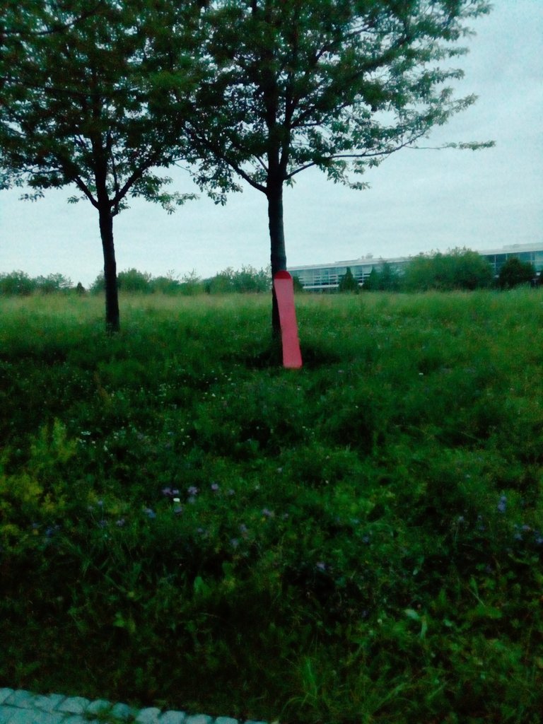 BessaVan's tweet photo. and here we see a snowboard in its natural habitat during the snowless times.
isn't it beautiful?

weird stuff you can find on campus xD

#snowboard #natural #habitat #beautiful #weird #stuffdatzgoingon #campus #collegelife #lookwhatifound #strangethings #wildlifephotography https://t.co/0ti9UBqVuW