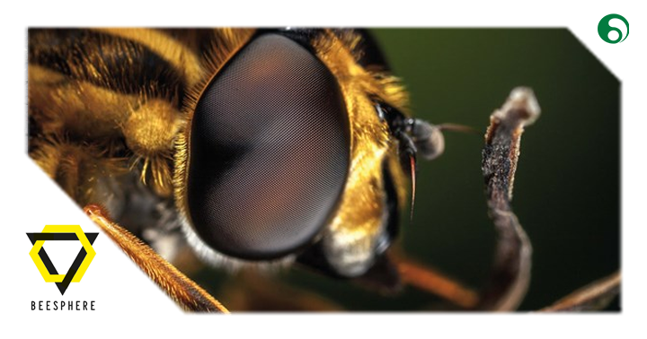 nadiadevrieze's tweet photo. [140/365] #WorldBeeDay2019 !!! Dankzij haar spelers steunt de @NatLot_Belgie ‘ #beesphere’, een artistiek, sociaal en wetenschappelijk project voor bijen en biodiversiteit! #iedereenteltmee https://t.co/nKCMcYWP2E