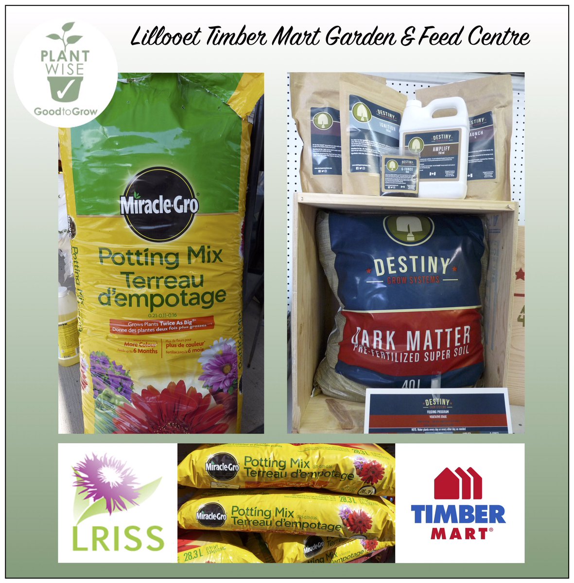 LRinvasives's tweet photo. Lillooet Timber Mart Garden and Feed Centre has a variety of potting soil options. It is important to get your soil from a trusted source like these because soil can contain invasive plants and insects. #stopthespread #bcinvasivesmonth #plantwise #LRISS https://t.co/IvgbNoNICl