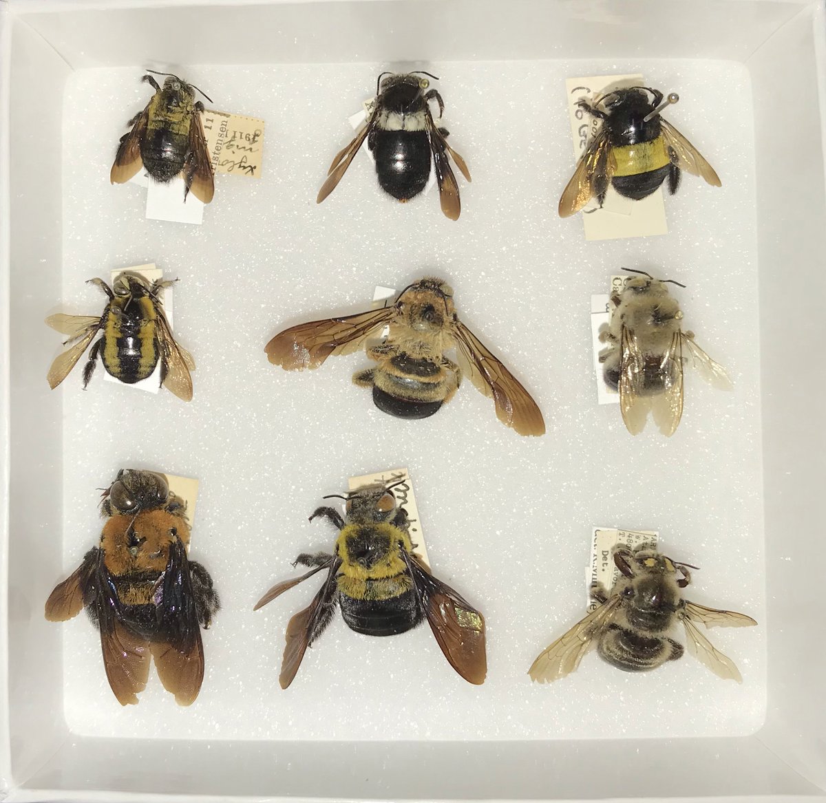 ncsuinsects's tweet photo. Happy #WorldBeeDay!!! Here's a small sampling of the different color patterns there are in bees. https://t.co/iV51KcA4UO