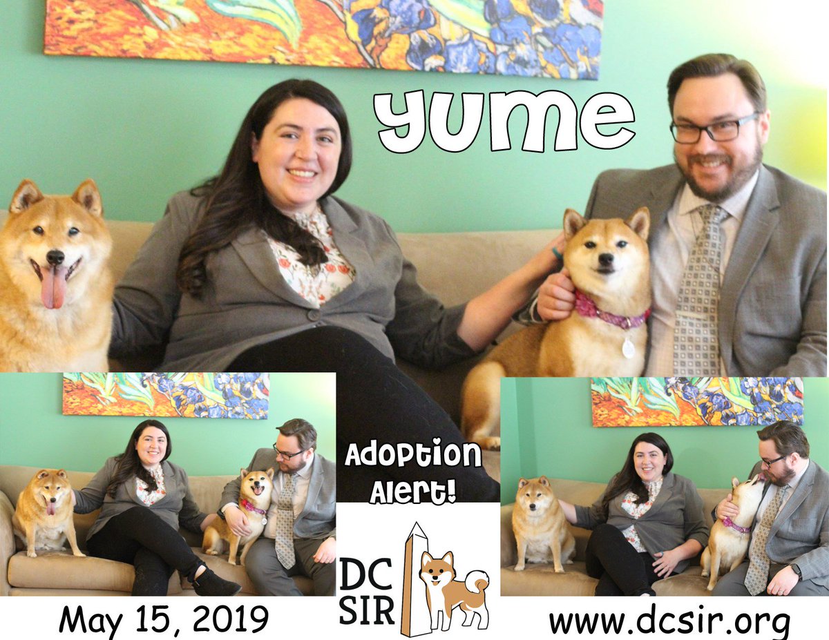 DCShibaRescue's tweet photo. #AdoptionAlert2019! Please join us in congratulating Yume on her forever home and welcome her pawrents to the 3-time adopter club. https://t.co/BHWCUwG1Hy #HappyTails #RescueSavesLives https://t.co/Um7iW3bEqV