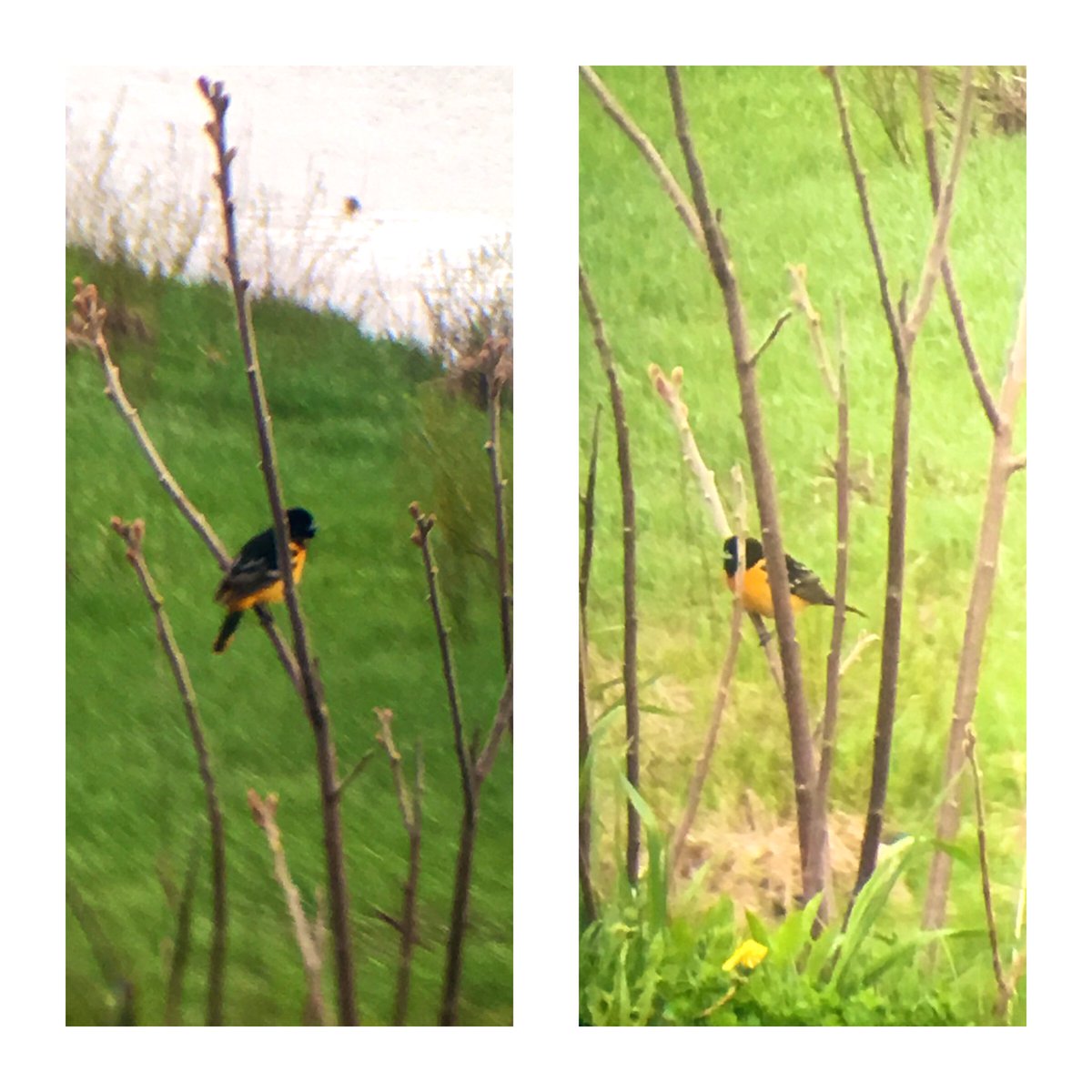 Add to the weekend list: a Baltimore oriole.