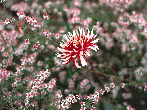 De Chelsea chop kun je ook nog even uitstellen. Dan gaat de schaar er in voordat je je koffers pakt en kom je terug in een tuin die nog in knop staat #moesblog moesblog.nl/2019/05/20/de-…