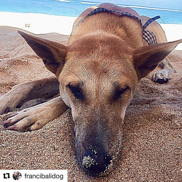 ILoveBaliDogs1's tweet photo. #Repost @francibalidog ・・・
Beautiful #beachdog Dua today and 👉🏽14 months ago-before to get fully fixed and vaccinated from @ilovebalidogs 🐶❤️🏖#nowandthen 
#savebalidogs #bali #beach #dog #balidog #rescuedog #growingup #beachlove #beachlife #insta… https://t.co/0IAX1ACcMf https://t.co/c68K8Zgz3x