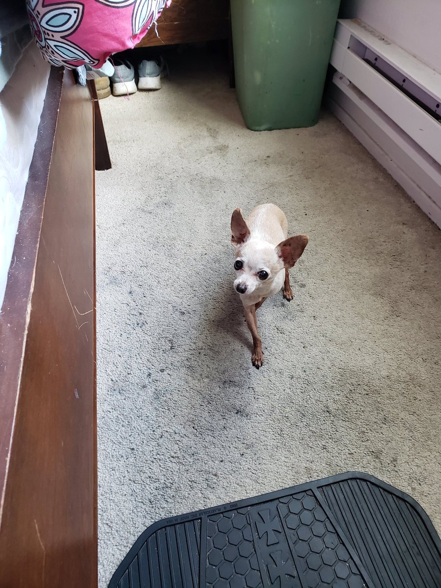 CaptainsPoppet's tweet photo. @LaurieHernandez 9 year old Biscuit https://t.co/kqEICmQpaF