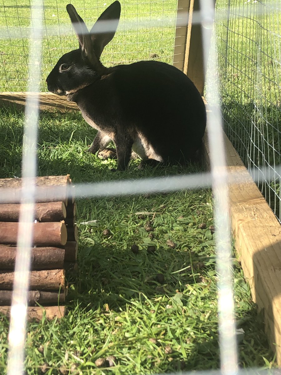 BlackNovaDesign's tweet photo. Good evening @WiltsHour we’ve been a bit distracted this evening with our new family arrivals #rexrabbits #WiltsHour https://t.co/PJW5pRPUjp