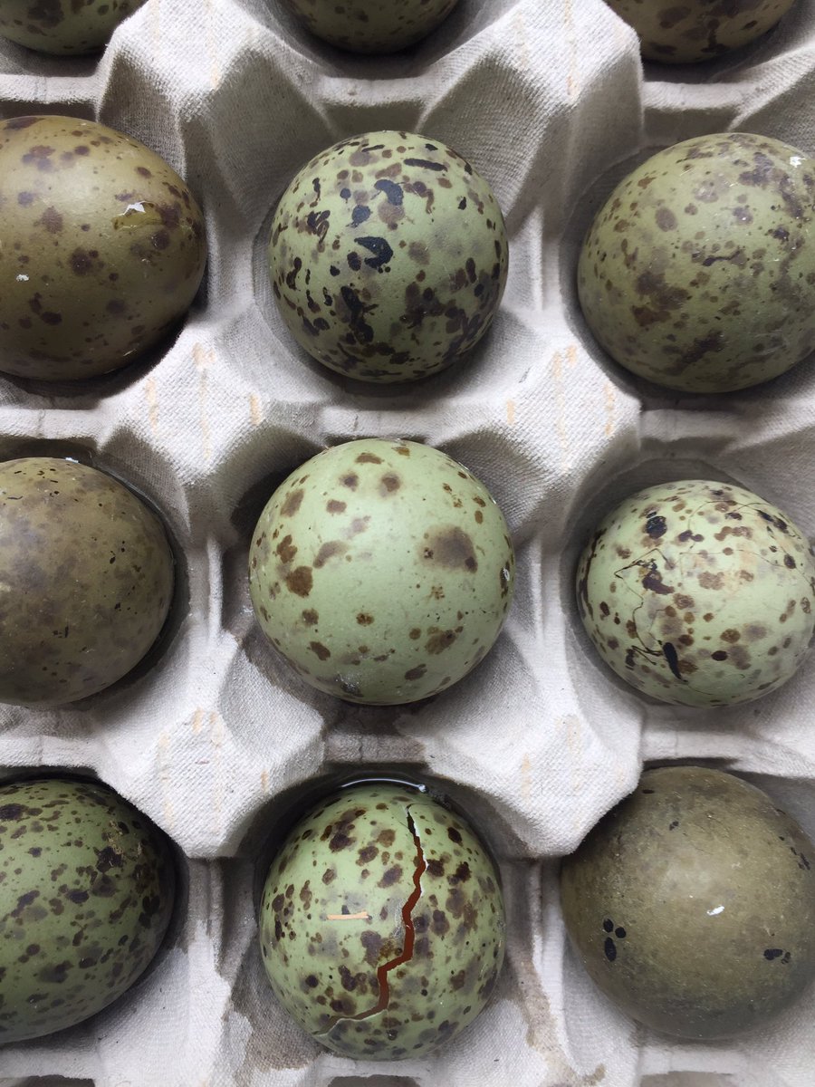 FirstChoiceVeg's tweet photo. GULL EGGS season over short & sweet now let’s direct our #springmenus to PHEASANT EGGS available till end june #pheasanteggs #britisheggs #specialityeggs #lovebritishproduce #foodporn @thechefsforum @LoveBritishFood @GBFoodBlog @gbchefs @Craft_Guild @chef_chantelle https://t.co/FgSm3QsUbA