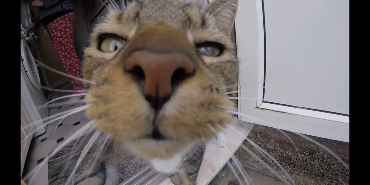 fluffypaaws's tweet photo. Socks selfie 😻😻😻Does my nose look big in this? 🙀🙀🙀 https://t.co/1adRrrQXhZ