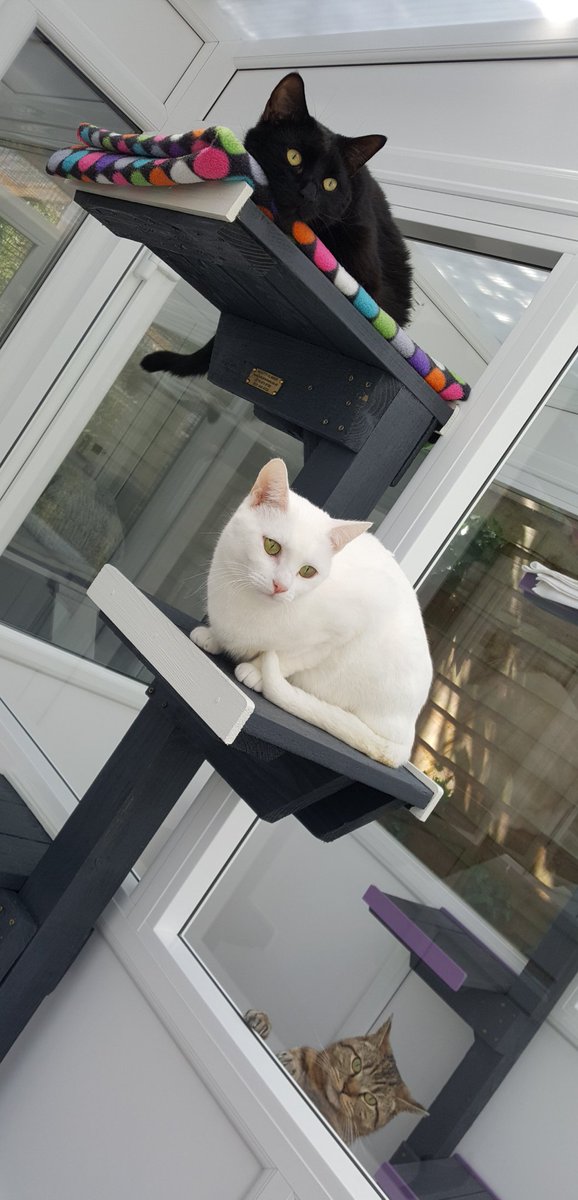 Cats22cattery's tweet photo. Stacking kitties
#CatsOfTwitter #kittyloafmonday #cats #panfur #panfursquad #whitecat #tabby #Thame https://t.co/a8v4pRLurI