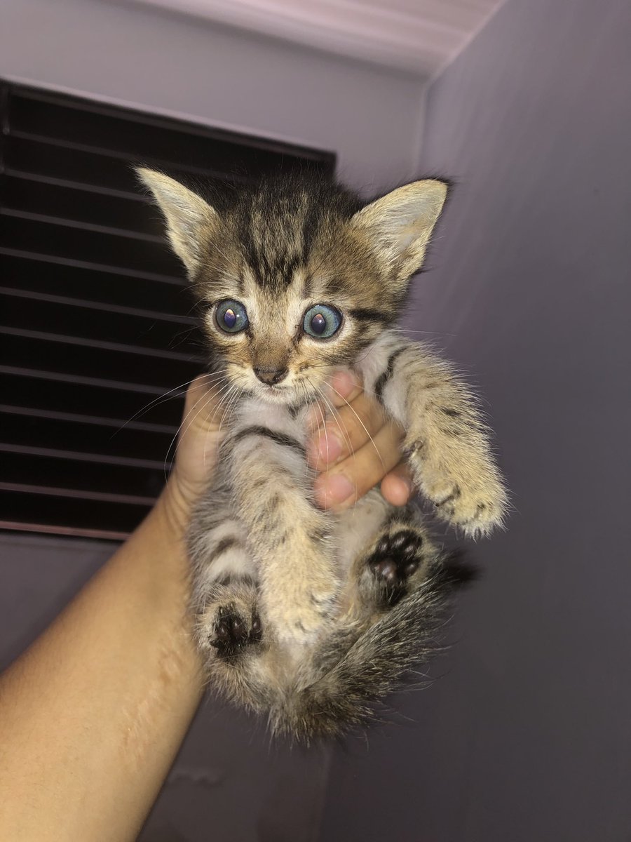 besosamapola's tweet photo. Hola Please denle share estoy dando en adopcion estos gatitos ❤️❤️👀👀🌸 todos tienen ojos azules https://t.co/PmSiAUUppz