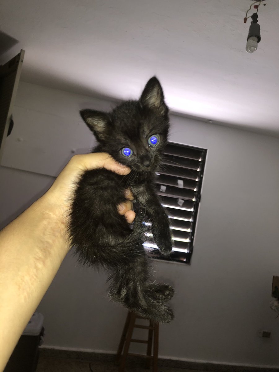 besosamapola's tweet photo. Hola Please denle share estoy dando en adopcion estos gatitos ❤️❤️👀👀🌸 todos tienen ojos azules https://t.co/PmSiAUUppz
