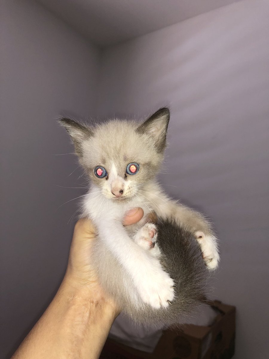 besosamapola's tweet photo. Hola Please denle share estoy dando en adopcion estos gatitos ❤️❤️👀👀🌸 todos tienen ojos azules https://t.co/PmSiAUUppz