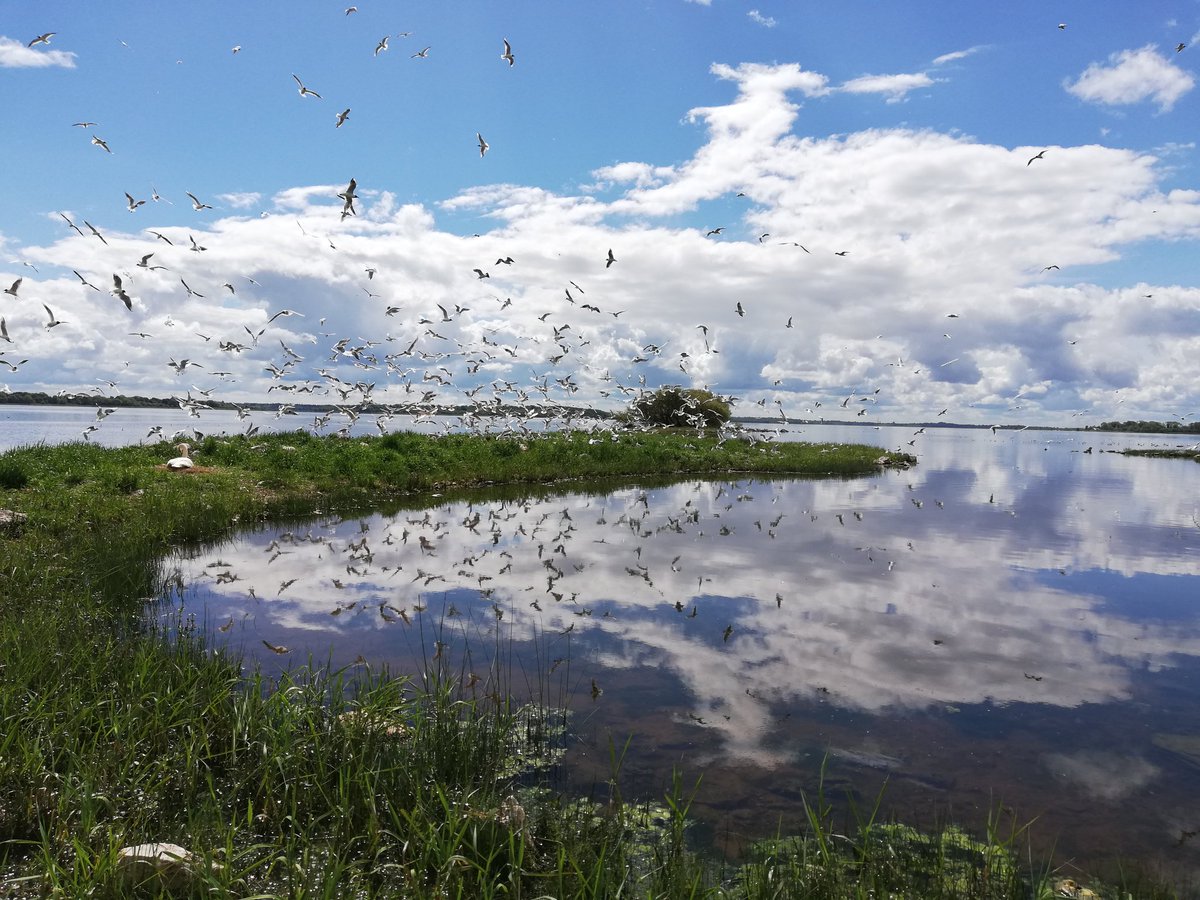 EcologicalKrc's tweet photo. Spent a wonderful day surveying islands in Lough Ree on the Shannon system with #curlew CCP team @npwsBioData and @BBurke88 - breeding BH Gulls, duck incl the red-listed Common (rare) Scoter and #curlew @barryjmcmahon @BirdWatchIE #privelaged https://t.co/TVyJwjLKVP