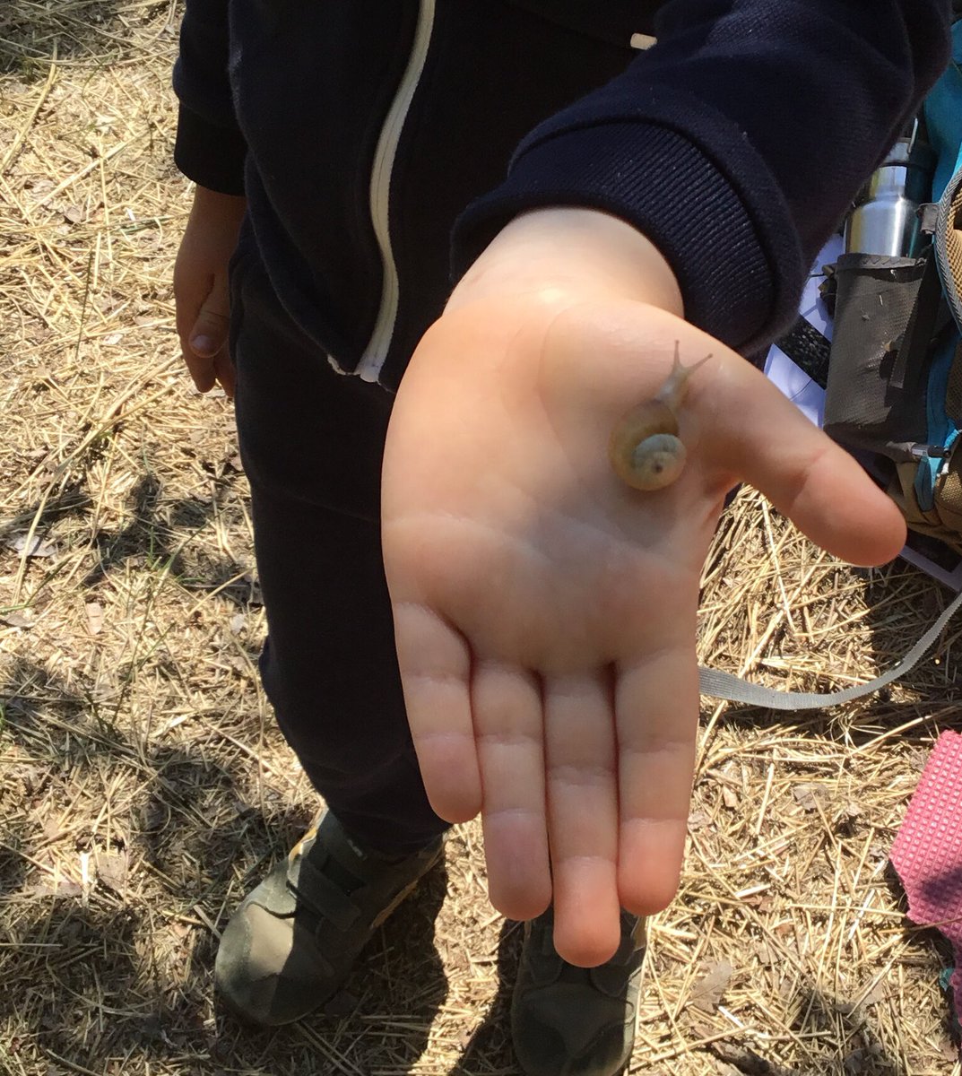 BSBCForest's tweet photo. Wildflowers, beetles &amp; lots of snails on our visit to the nature area with Year 2 Ants. What makes a habitat special? @BsbsForest @BSB_Barcelona #outdoorfun #forestschool https://t.co/jJL4doj5pU