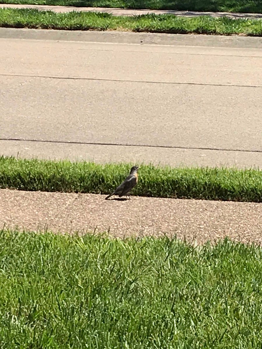 danabrit's tweet photo. Co-working with this guy today, taking advantage of a rocking chair and a beautiful late spring day. #RemoteWorkFTW https://t.co/2cROdxpKHs