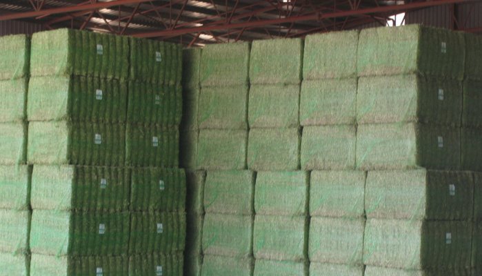 agrnegocios's tweet image. PORTADA | El #forraje es el 45% del suministro total de #proteína en la alimentación animal de la UE 👉 agronegocios.es/el-forraje-rep…

#roughage @PhilHoganEU @COPACOGECA