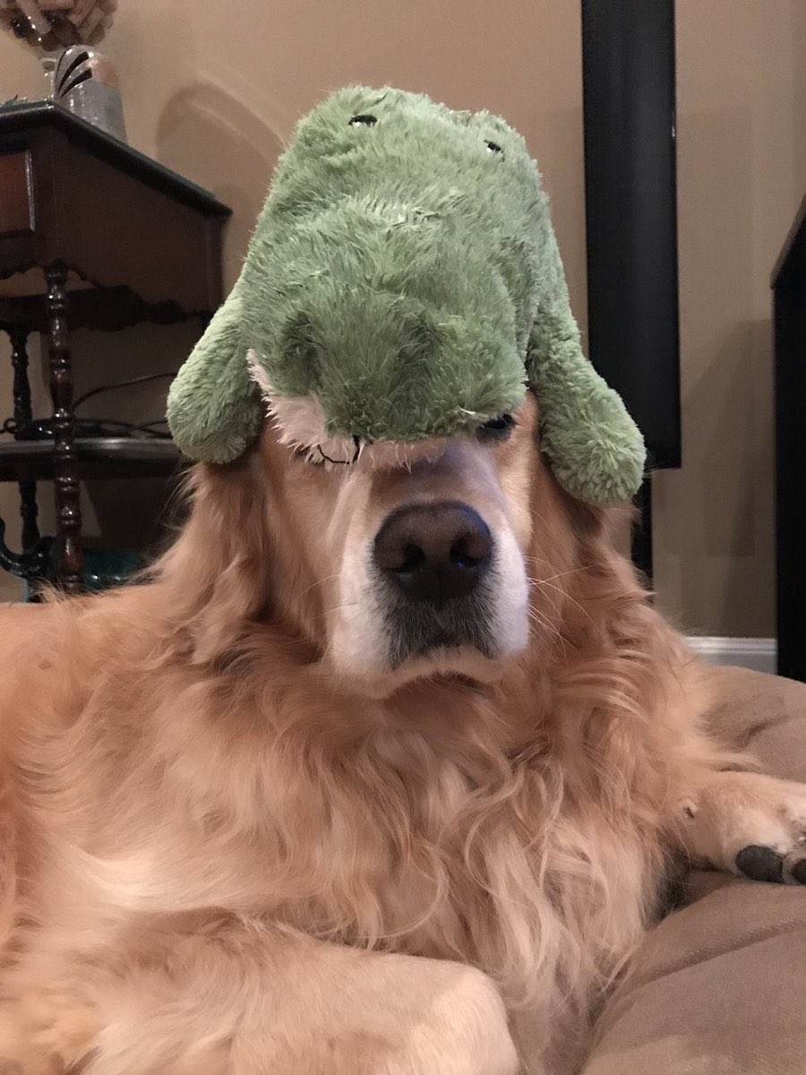 DogsCrocs's tweet photo. Dog wearing a croc(odile) https://t.co/MHQGCbMY6n