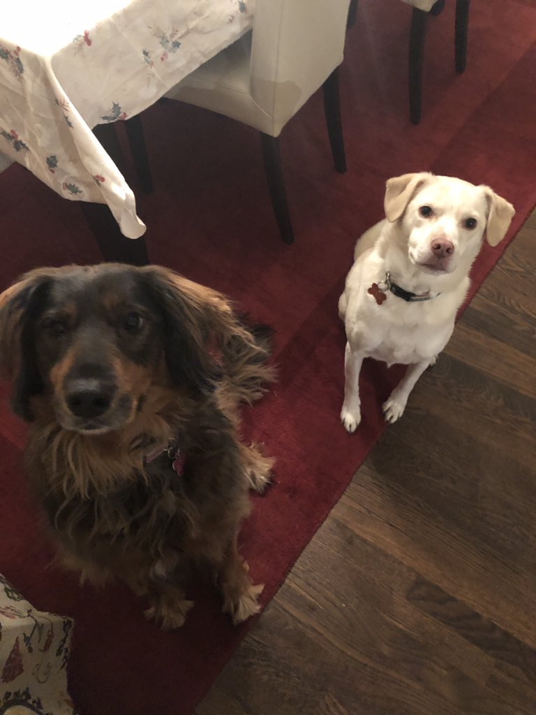 dianarhess's tweet photo. @WaysideWaifs Chance (Prince) and Pippa (Honey Bear) https://t.co/E16iXQ7SQy
