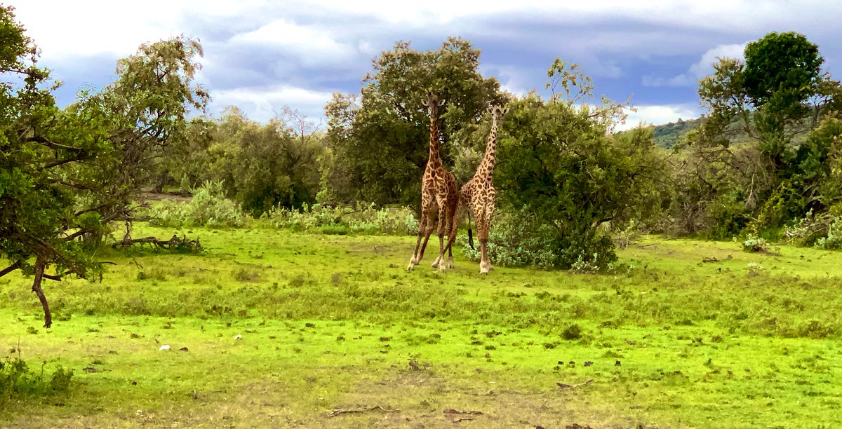NJ_LCSW's tweet photo. On a 4 day Kenyan #Safari 🙌🏾🇰🇪 https://t.co/etg8QjjQFi