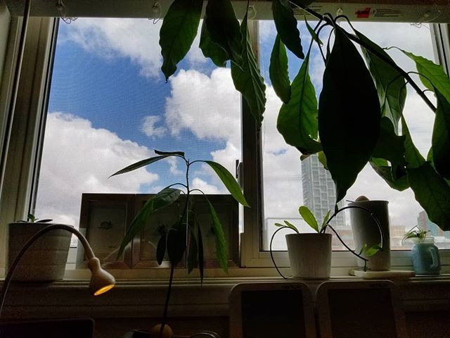 guiltyx's tweet photo. New world view #yycdowntown #mountroyal #yycMTRoyal #yyc #puters #greenoffice #officeviews https://t.co/U9pSgOmbjp https://t.co/UKv3Uz0cA1