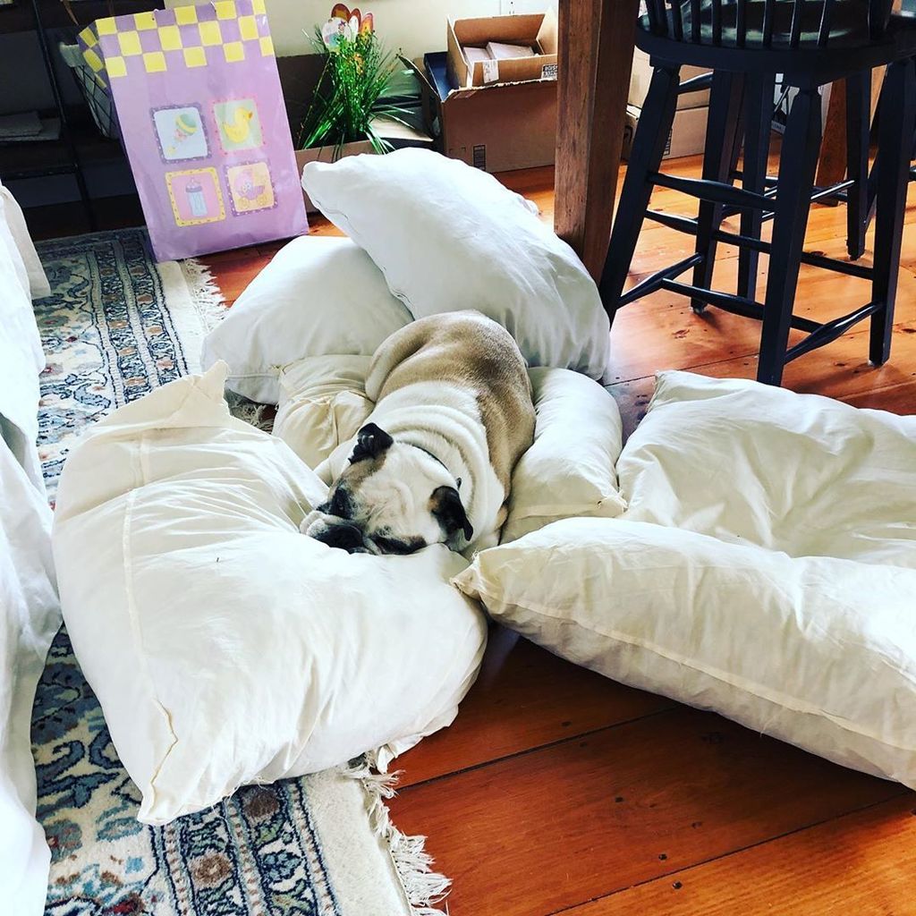 SmotheringRugby's tweet photo. Dad is bleaching the couch cover because I may have made a mess... it’s ok, I found a solution. #tuckeredout #bullynest #theykeeptalkingaboutaminihuman https://t.co/D8NjFcsD9C https://t.co/pps6IRlRgU