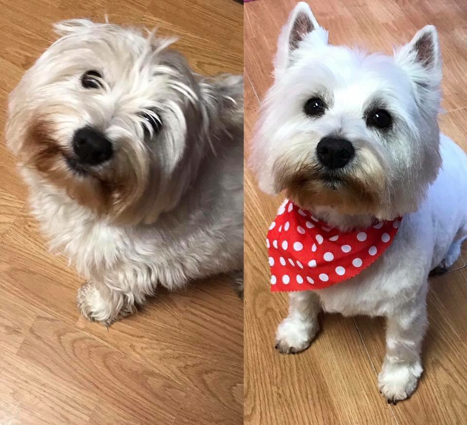 ShortDognSides's tweet photo. Before and After Grooms
#doggroomingsalon #barnoldswick #Lancashire #catanddoggrooms #petstyle #salonbased #dogs
https://t.co/a1NfzUlXWn https://t.co/uw6Y2zEBFW