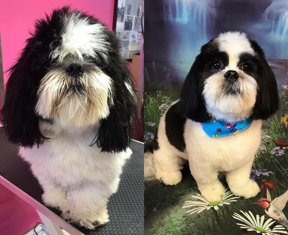 ShortDognSides's tweet photo. Before and After Grooms
#doggroomingsalon #barnoldswick #Lancashire #catanddoggrooms #petstyle #salonbased #dogs
https://t.co/a1NfzUlXWn https://t.co/uw6Y2zEBFW