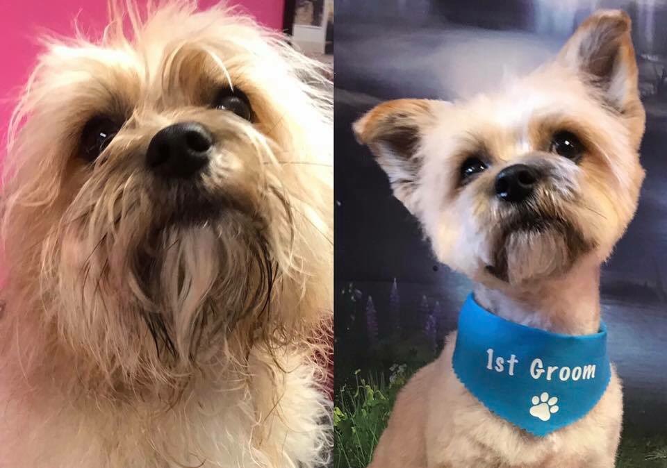 ShortDognSides's tweet photo. Before and After Grooms
#doggroomingsalon #barnoldswick #Lancashire #catanddoggrooms #petstyle #salonbased #dogs
https://t.co/a1NfzUlXWn https://t.co/uw6Y2zEBFW