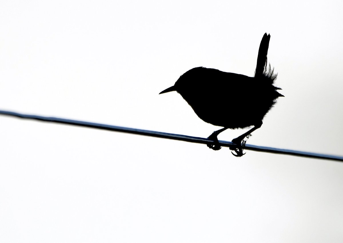 CarlBovisNature's tweet image. Retweet if you know what this bird is! 😁