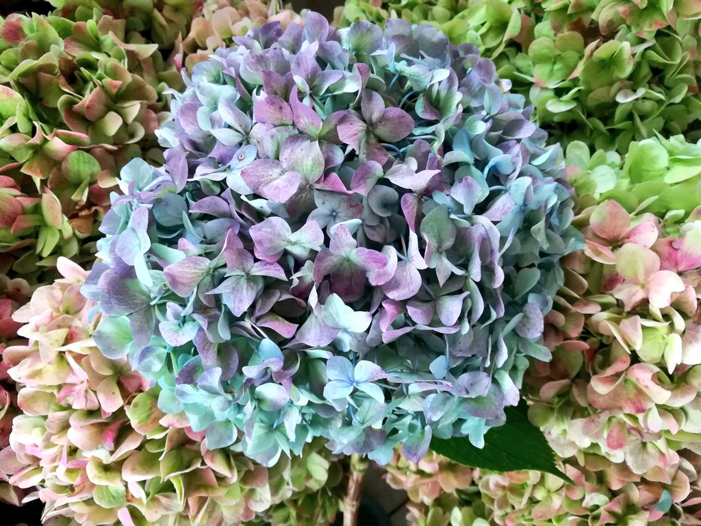 Hey, hey!! What do you think about this aqua blue antique??? Tell us!!
#flowers 
#florist 
#FelizLunes 
#color 
#Flowers 
#americanflowers
#Hydrangea