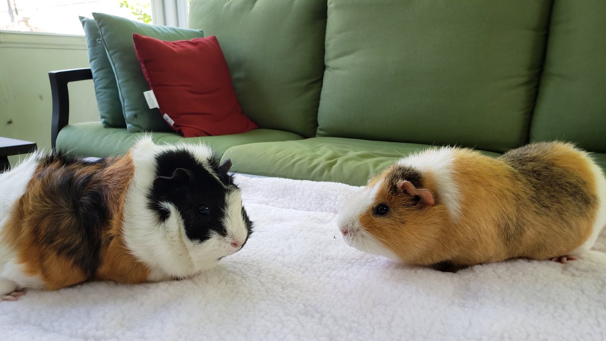 SpinItSocial's tweet photo. Guinea Pig Standoff😳🐹🤣 Daisy, right, has a little "tude" today. Bean is simply paying her no mind. #DaisyBeanLife #Pets https://t.co/GmvvRdLf09