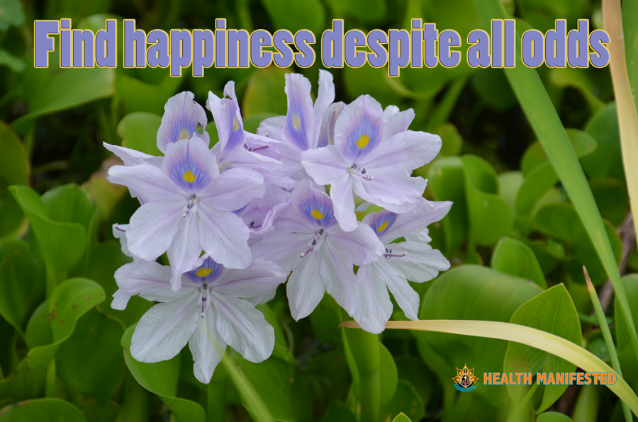 Find happiness despite all odds - Health Manifested
#healthmanifested #success #inspiration #motivation #believe #life #quote #dream #hope #mindfulness #LOA #lawofattraction #power #love #happy #astrology #humandesign