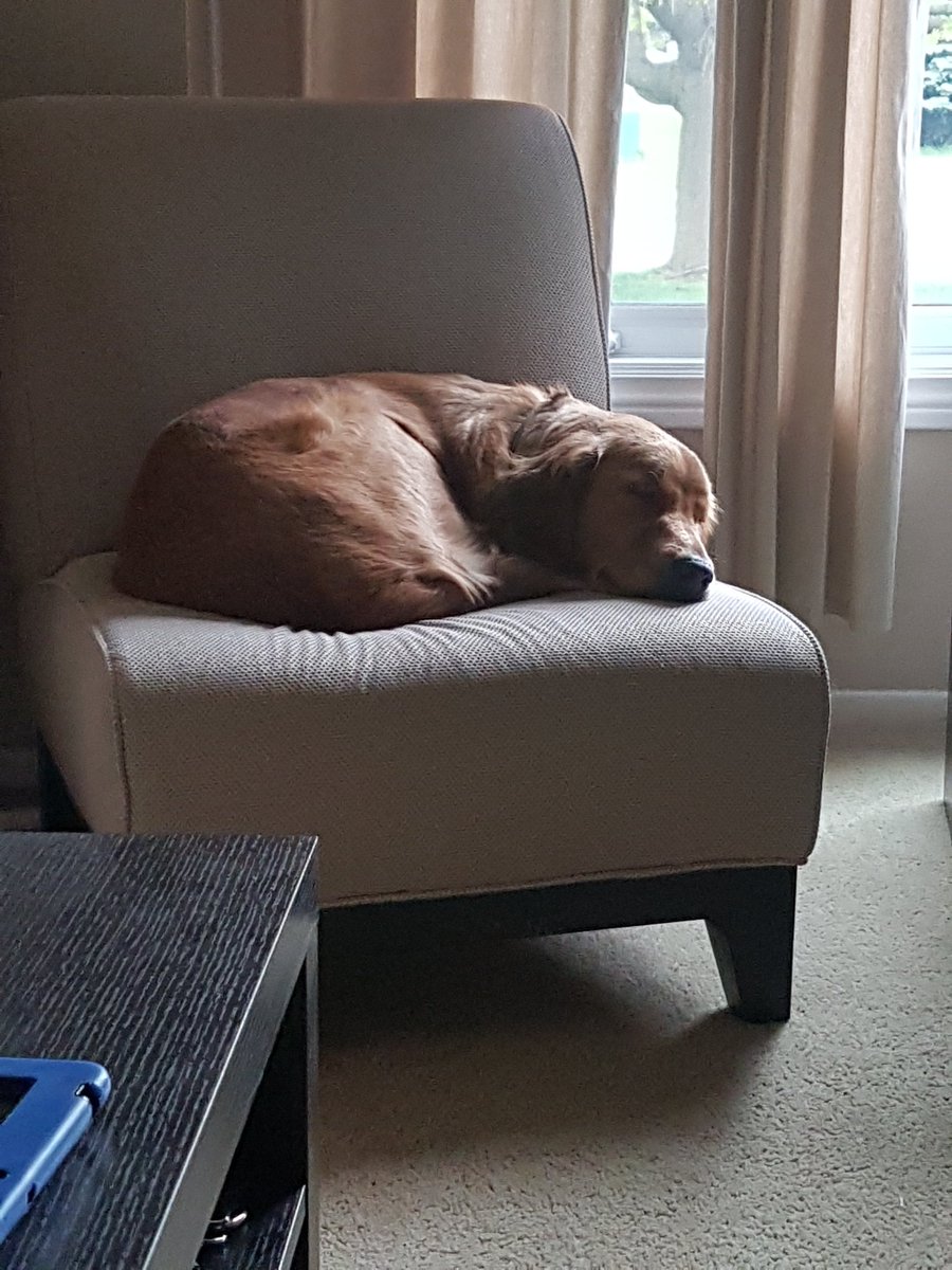 sonja_meehan's tweet photo. My furbaby Tucker after his first weekend camping at McRae PP https://t.co/nG4DfrHlKr
