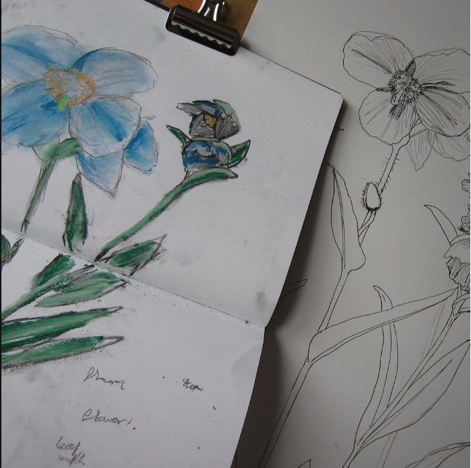 Cindie_Reiter's tweet photo. I’m working up some of my #botanic #poppy #sketches into #detaileddrawings ready for #botanicalpainting #watercolours #meconopsis #bluepoppies #dailysketch #scottishartist #poppies #artistsontwitter #art_realistic https://t.co/4ptc2H0QEi