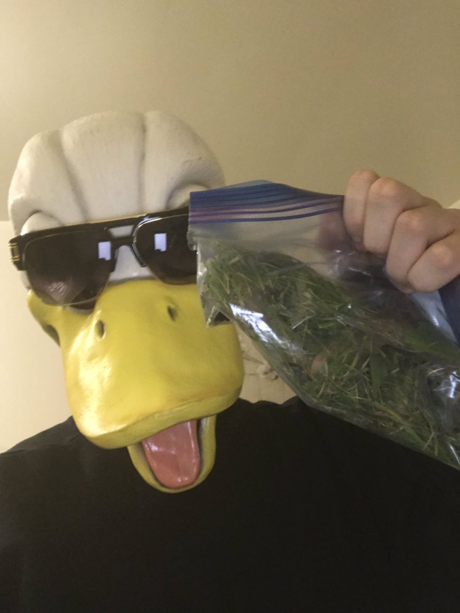 THEREALGO0SE's tweet photo. The Goose does not and cannot smoke marijuana. Marijuana is relatively harmless for most adults, but is *definitely* not okay for Geese. 

The Goose, however, does smoke HELLA grass, my dudes https://t.co/HbxMmg5HGO