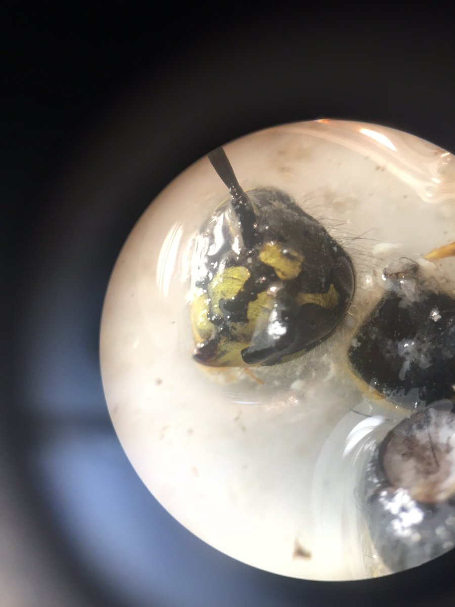 Harrycashbuck's tweet photo. Vespula vulgaris al interior del estomago de una trucha!!! https://t.co/RxRqvwN1uA