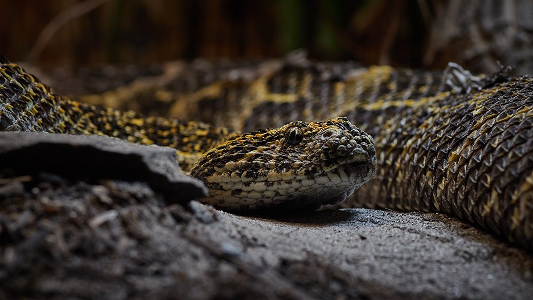 lowbassphotog's tweet image. Puff Adder isn't sure what to make of you...  #puffadder #wildlifephotography #snakesofinstagram #wildlife #snake #reptile #reptiles #naturephotography #nature #photography #animals #wildlifephoto #naturelovers #animal_sultans #snakes #animalelite #splendid_animals #natgeo