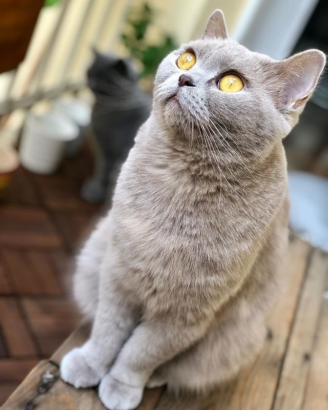 I hope you had a good start into the week 💚 we had, with great #sunnyweather☀️ ❤️
.
.
.
#catmyboss #catpicoftheday #bkh #chartreux #petlove #haustierliebe #instacatclub #katzenliebe #katzen