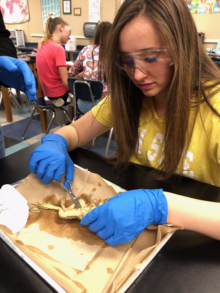 AnkenyParkview's tweet photo. 7M students dissect frogs this week in science. #togetherparkviewsoars  #ankenylearns #pv7m https://t.co/k2ncaE1M3O