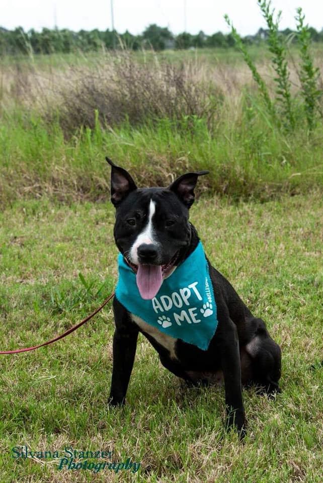 Bellesbuds's tweet photo. ❤️VALOR ❤️
Would you like to be his next HERO?
He deserves a loving home after his last few months. He will have 2 weeks with #MaydayDogTraining and will be in great shape.
Please help him, he's a sweet, energetic, playful, and loving guy!!
#AdoptDontShop #BellesBudsRescue https://t.co/IR8nYFGixP