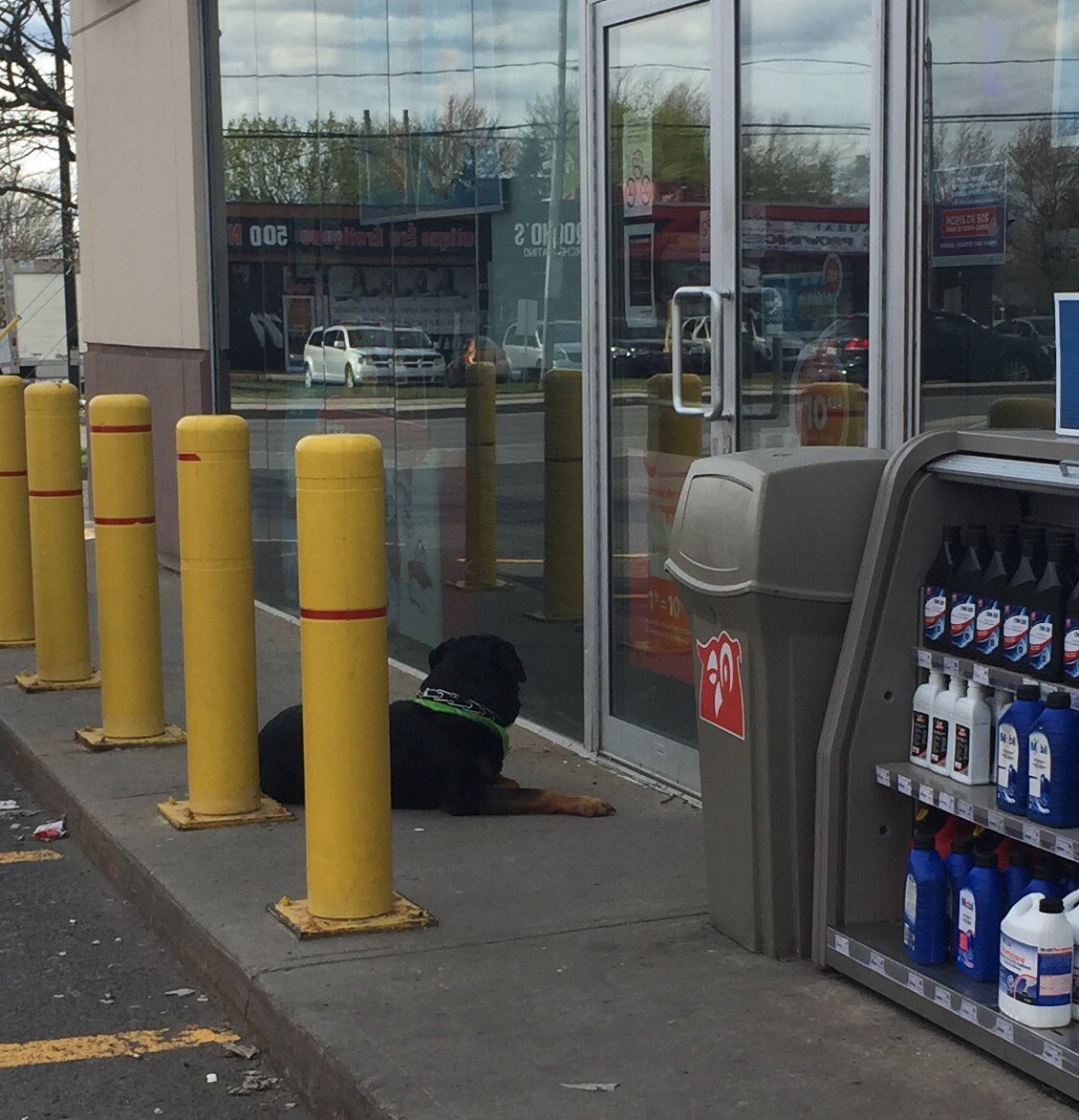 Gilbro2010's tweet photo. Comme ça arrive trop souvent, un gars laisse son Rotweller détaché et sans surveillance à la porte d’un commerce. #BravoChampion
#TotalementIrresponsable https://t.co/f7VULsgxS0