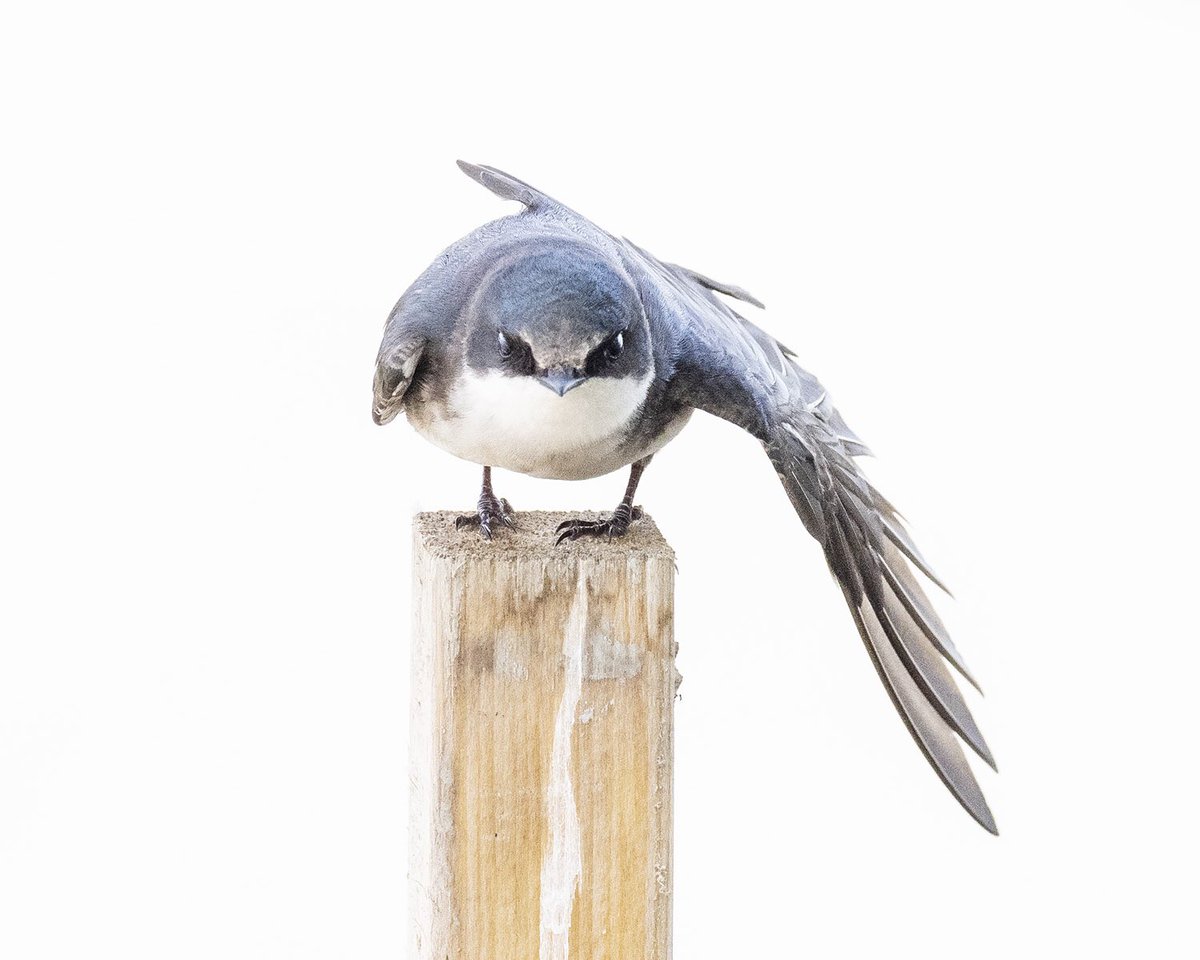 Outrageously cute juvenile tree swallow practicing pole balancing and wing stretching skills. Deep concentration required. #treeswallow #babybird #balance #stretch #birdwings #reifelbirdsanctuary