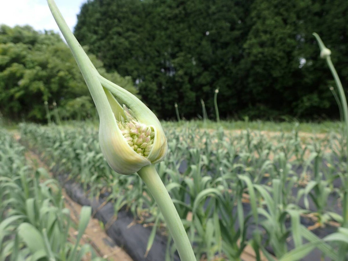 藤本自然農園 ジャンボにんにく栽培 Aso Garlic Twitter 藤本自然農園 ジャンボにんにく栽培 Aso Garlic Twitter