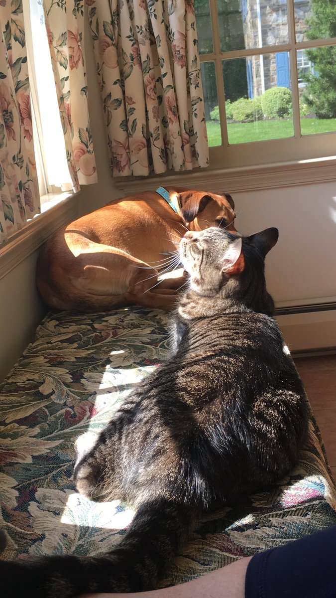 demokittens's tweet photo. Here’s Honey, whose given name was Angel.  Grandpa rescued her after losing grandmom and shortly after,their dog.She made him so happy.  Then on Thanksgiving, after dinner with family, grandpa went home to be with his wife &amp; dog, w/only Angel by his side.  #NationalRescueDogDay https://t.co/kg8Cdc38VK