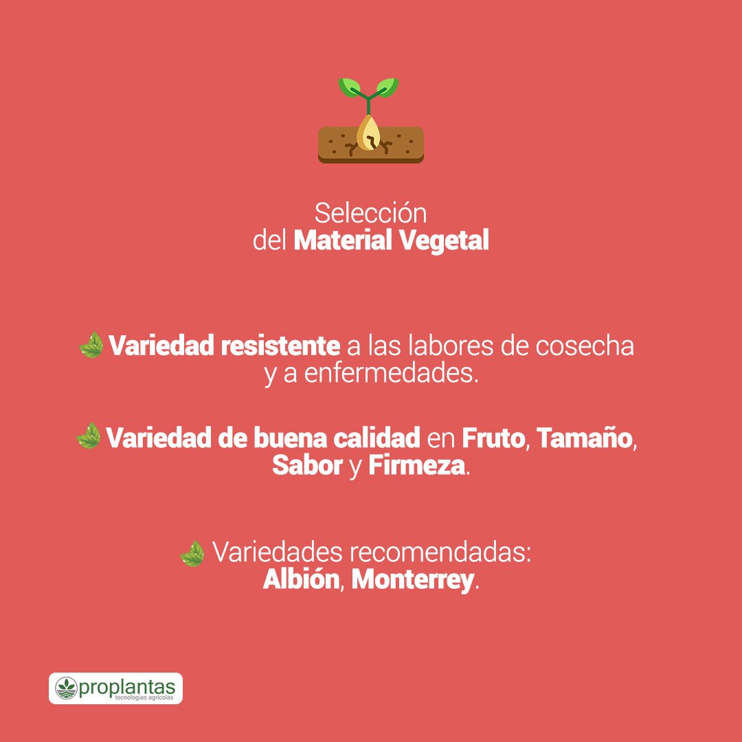 Proplantas tweet media