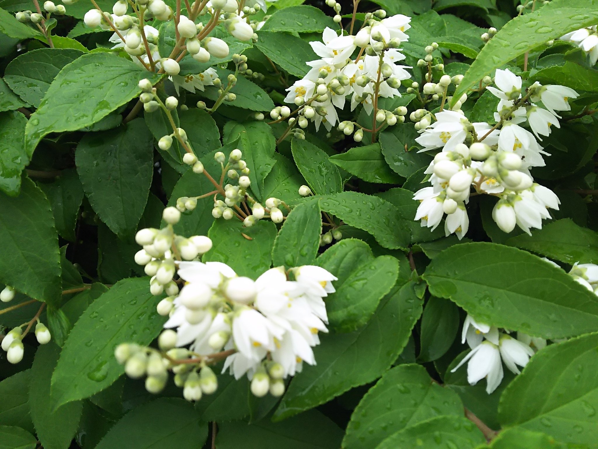 Sae ﾟ 雨の中のウツギちゃん まあるい蕾が可愛い 夏の訪れを告げる花 だそうです 今日は肌寒いですが 通勤通学お出かけ お気を付けて ウツギ 卯の花 花言葉 古風 風情 秘密 ﾟ T Co Ig7otzwnu7 Twitter