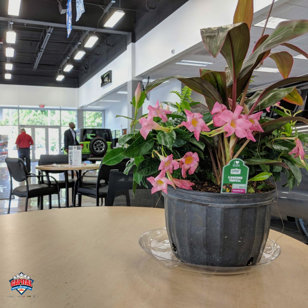 It's Monday! That means it's a fresh week to come by and see our salesman, who are ready to help with any questions you may have.
#capitalcjd #cjd #workday #business #employees #family #motivation #community #motivation #monday #garner #promotion #automotive #drive #adventure