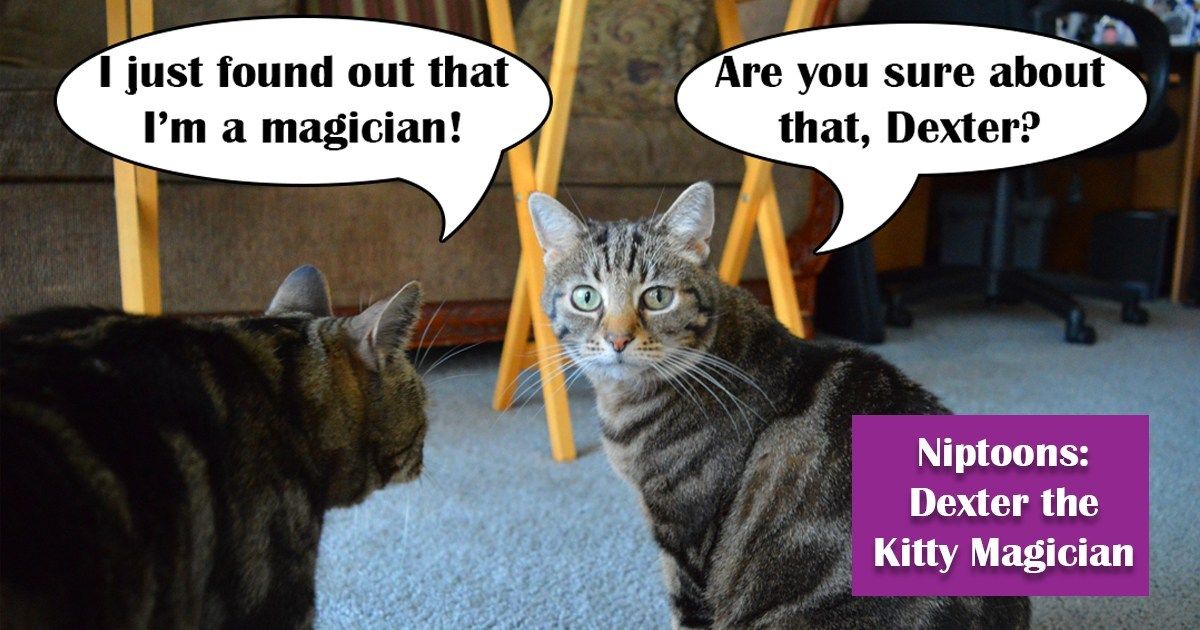 ThePlayfulKitty's tweet photo. Oh, boy! Dexter thinks he is a magician now. What do you think? New episode of Niptoons ---> https://t.co/xtq4ZMAUQi #cats #funny https://t.co/mWryslie1q