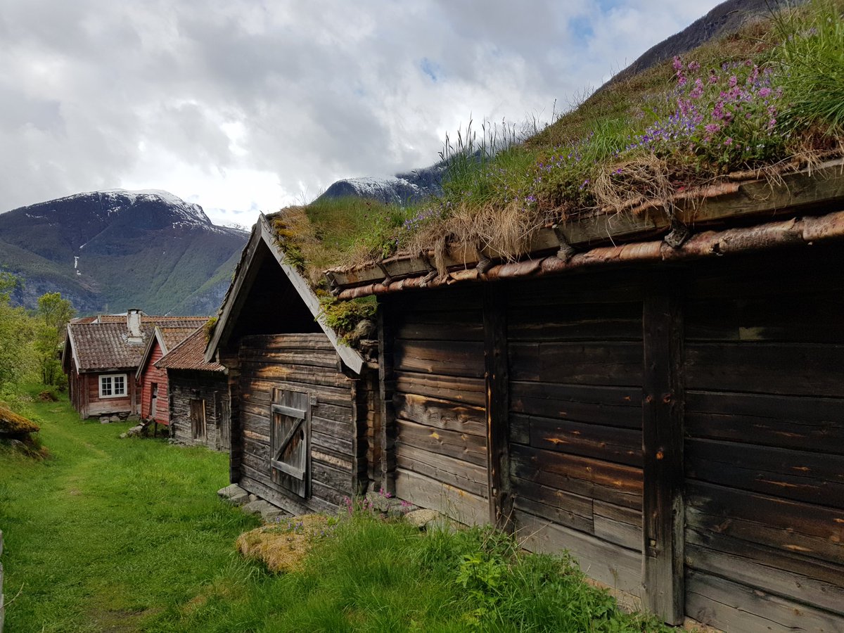 MACoombes's tweet photo. This is how to do it. Stunning taditional #greenroofs in bloom at #Otternes farm on the #Sognefjord, Norway, original buildings dating to c.1700. One of the most beautiful places I've ever been. A perfect mix of natural and cultural #heritage #learningfromthepast @oxrbl https://t.co/1dyb61gPP1