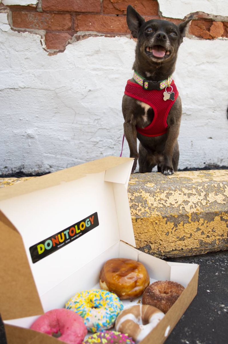 donutologykc's tweet photo. Today is #NationalRescueDogDay! The KC area has tons of great shelters that could be housing your potential forever friend. For those who have already adopted rescue dogs locally, please share a picture of them with us! #kcmo #kansascity #kcdonuts https://t.co/TxHFt2UwTr